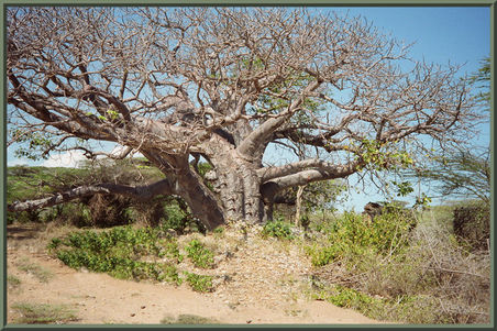Baobab Tansania